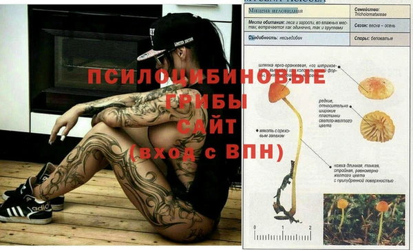 стаф Каменка
